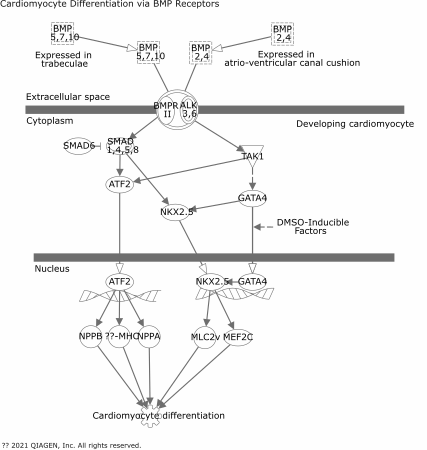 Cardiomyocyte Differentiation via BMP Receptors