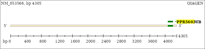 NM_053566
