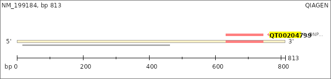 NM_199184